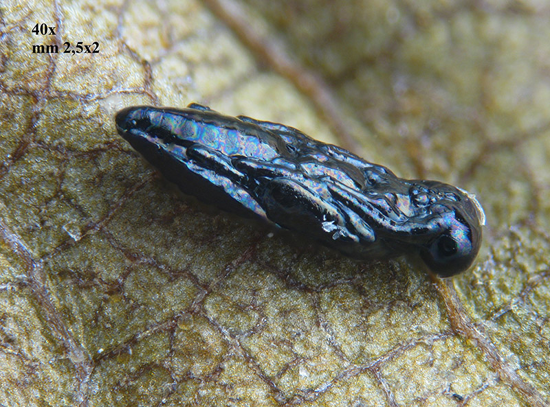 Phyllonorycter su ontano con parassitoidi